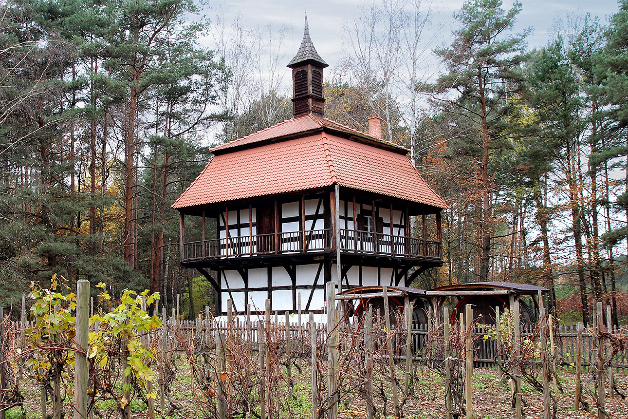 DZIEŃ WŚRÓD WINOROŚLI